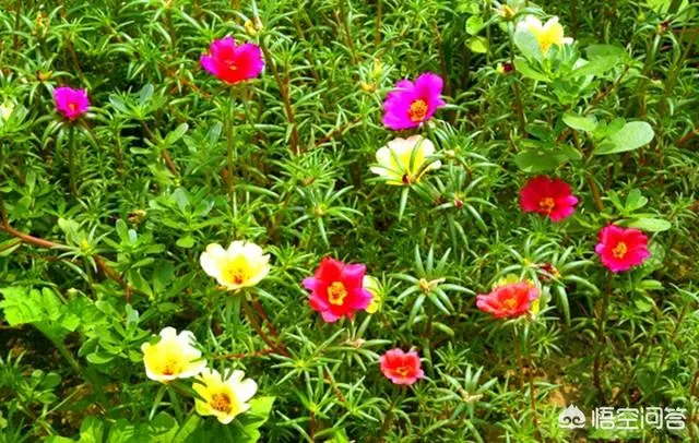 太陽花幾月份種比較好?種時要注意什麼?