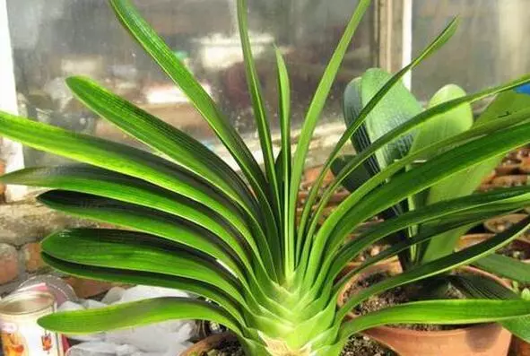 花店老闆不小心透露,花 盆 裡 滴 1 滴 油,等 1 個 月 爆 盆 10 年 不 黃 葉