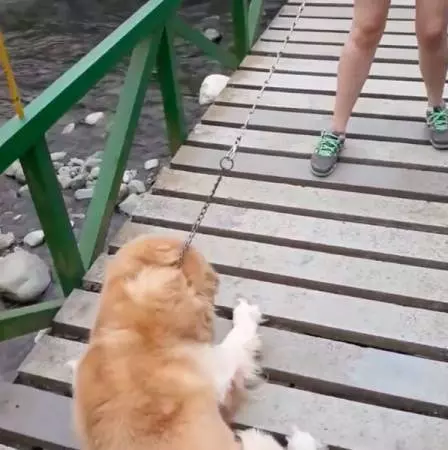 黃金不敢過吊橋 美女狗主跟著爬