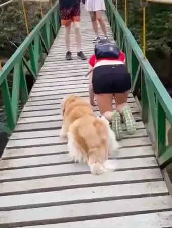 黃金不敢過吊橋 美女狗主跟著爬