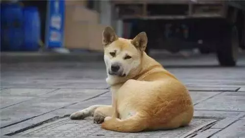 撿回來的小土狗,在外公去世後用特殊的方式報恩