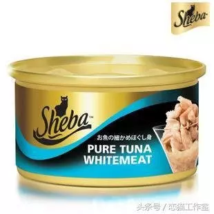 斷奶的小貓不吃乾糧怎麼辦?