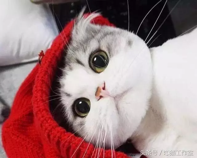 斷奶的小貓不吃乾糧怎麼辦?