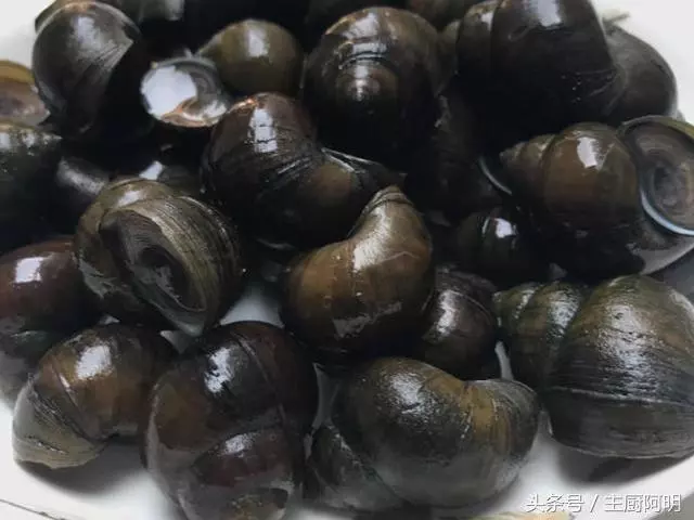 為什麼你炒的田螺不好吸,別人炒的輕輕一吸就出來,關鍵在這裡!