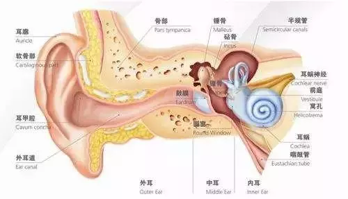 耳朵到底要不要經常掏?答案來了…