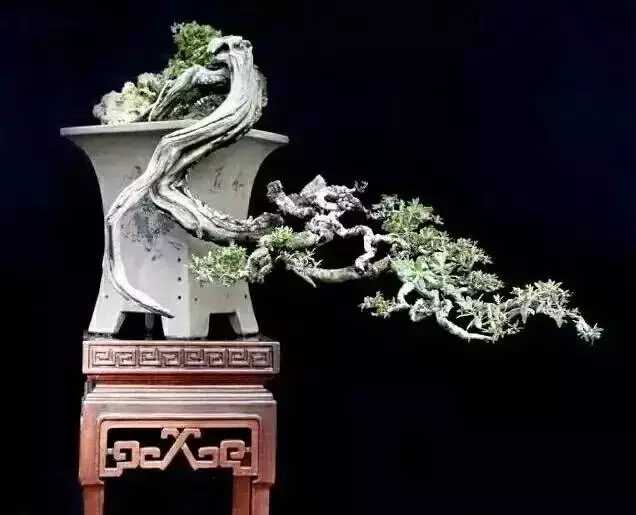 屈接法促成形盆景一新招