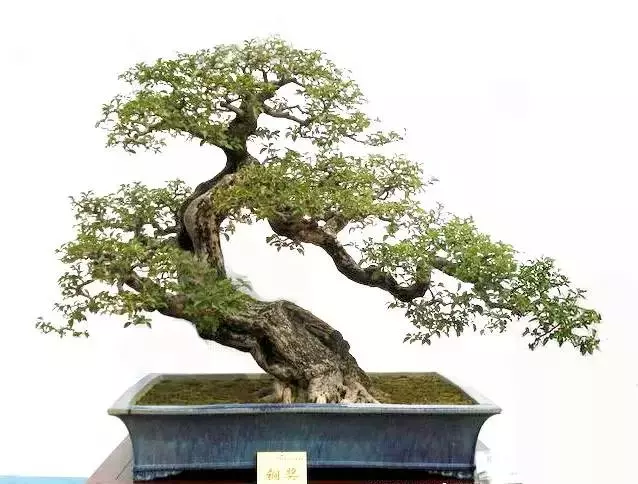 屈接法促成形盆景一新招