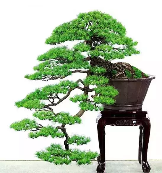 屈接法促成形盆景一新招