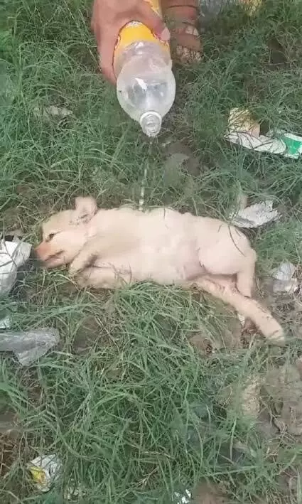 高溫天氣小狗中暑,一瓶水倒狗身上,結果讓人搖頭嘆氣!