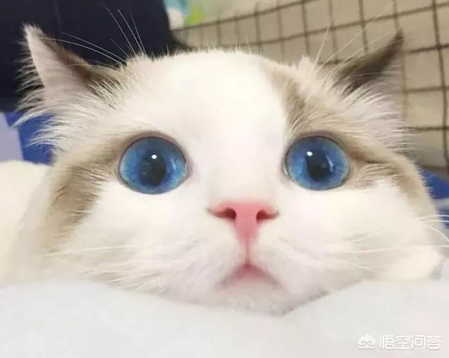你家的貓最討厭什麼?