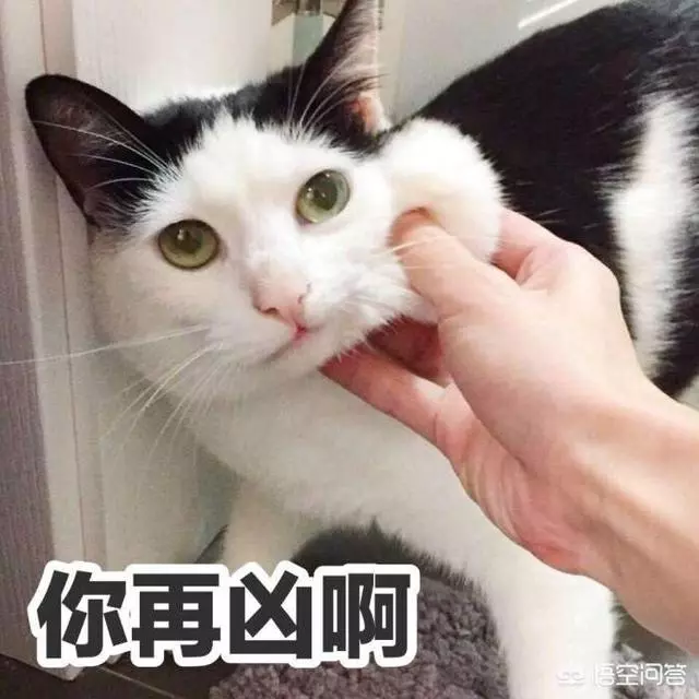 你家的貓最討厭什麼?