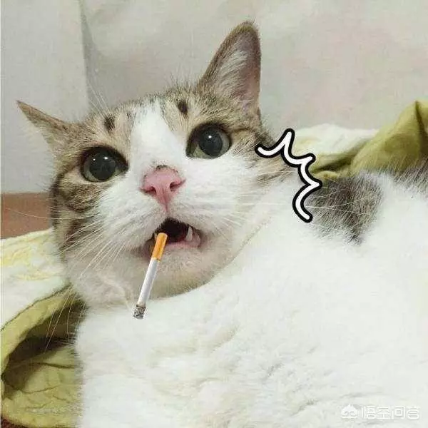 你家的貓最討厭什麼?