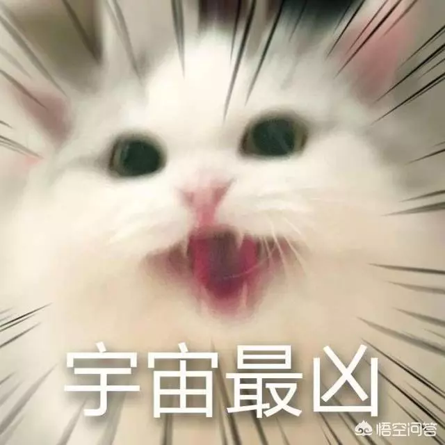 你家的貓最討厭什麼?