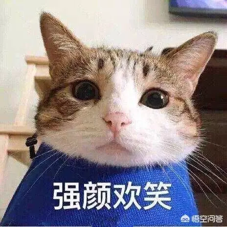 你家的貓最討厭什麼?