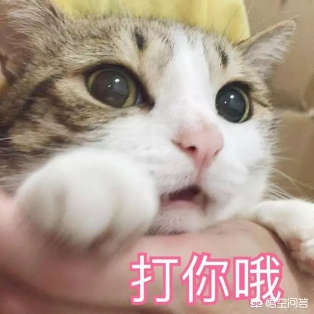 你家的貓最討厭什麼?