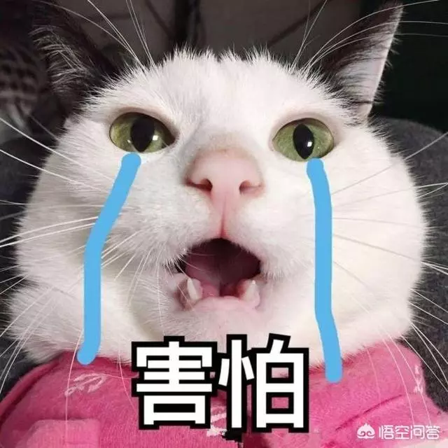 你家的貓最討厭什麼?