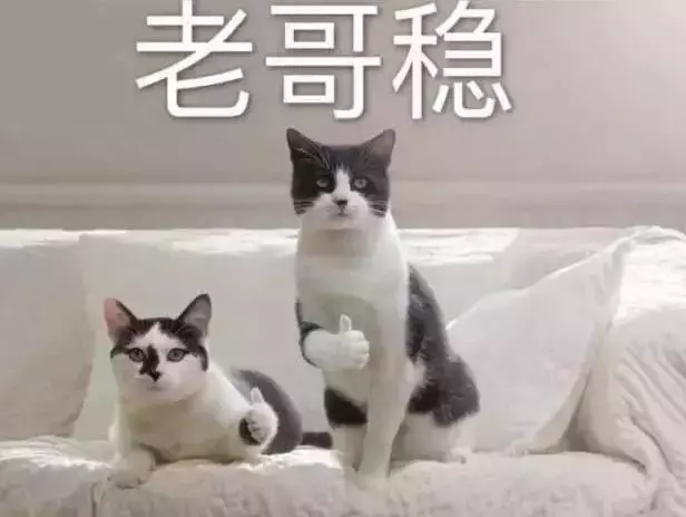 你家的貓最討厭什麼?