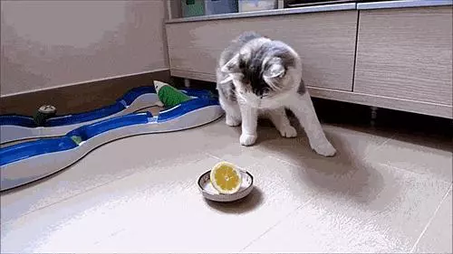 你家的貓最討厭什麼?