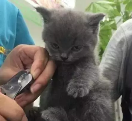 你家的貓最討厭什麼?