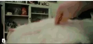 你家的貓最討厭什麼?