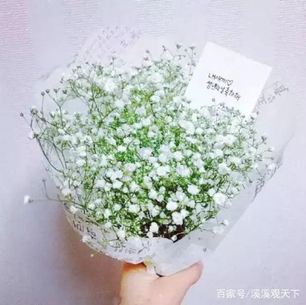 心理學測試:憑感覺選一束花,測你在異性眼中第幾等?