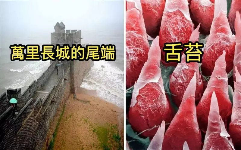 盤點23張「世界上只有1%的人看過的照片」大開眼界!#20 原來「癌細胞的真面目」竟然長這樣?