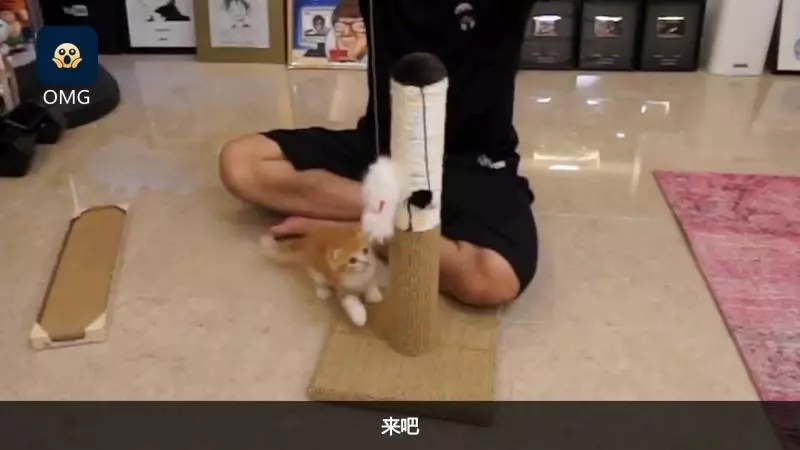 把拔好奇怪~奴才握手手「教小奶喵磨爪」 被當耳邊風苦笑:這個很好用捏!