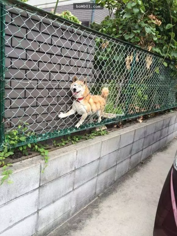 12個柴犬被困住的滑稽瞬間,雖然很對不起可是真的會笑到不行!