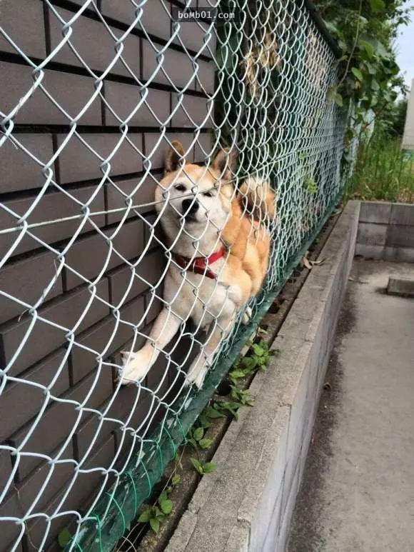 12個柴犬被困住的滑稽瞬間,雖然很對不起可是真的會笑到不行!