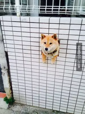 12個柴犬被困住的滑稽瞬間,雖然很對不起可是真的會笑到不行!