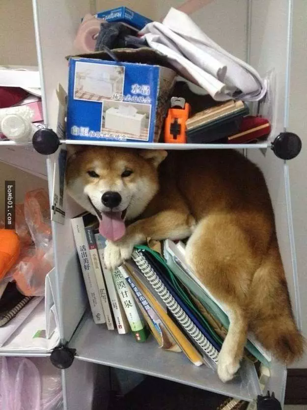 12個柴犬被困住的滑稽瞬間,雖然很對不起可是真的會笑到不行!
