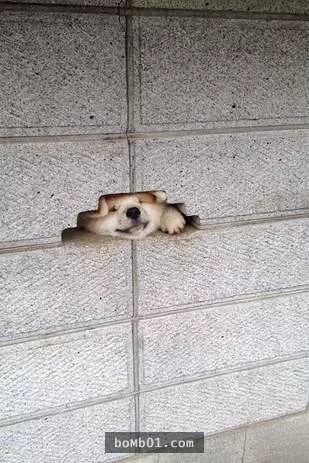 12個柴犬被困住的滑稽瞬間,雖然很對不起可是真的會笑到不行!