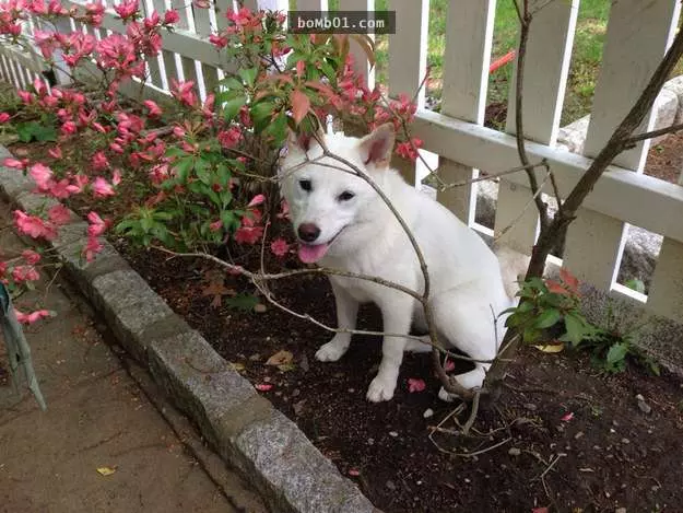 12個柴犬被困住的滑稽瞬間,雖然很對不起可是真的會笑到不行!