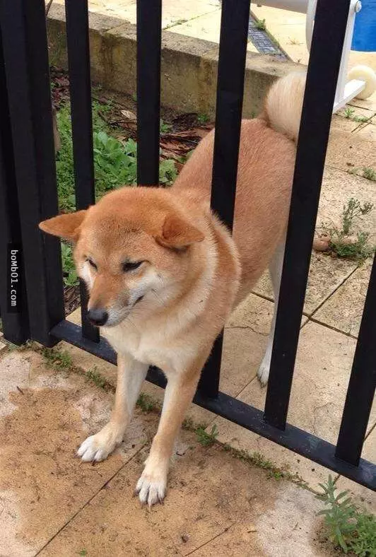 12個柴犬被困住的滑稽瞬間,雖然很對不起可是真的會笑到不行!