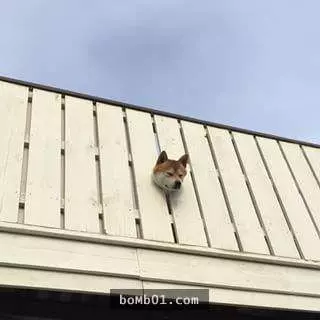 12個柴犬被困住的滑稽瞬間,雖然很對不起可是真的會笑到不行!