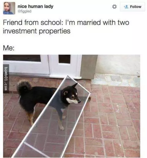 12個柴犬被困住的滑稽瞬間,雖然很對不起可是真的會笑到不行!
