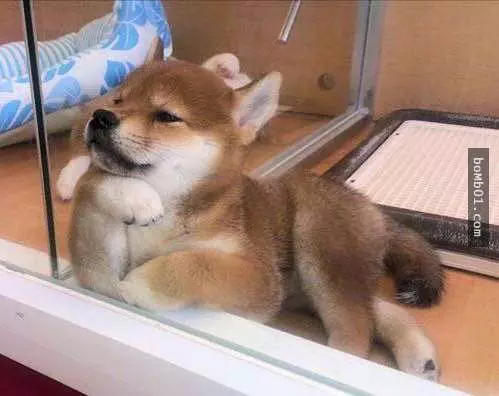 12個柴犬被困住的滑稽瞬間,雖然很對不起可是真的會笑到不行!
