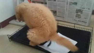 如何教金毛定點大小便?5招輕鬆搞定!