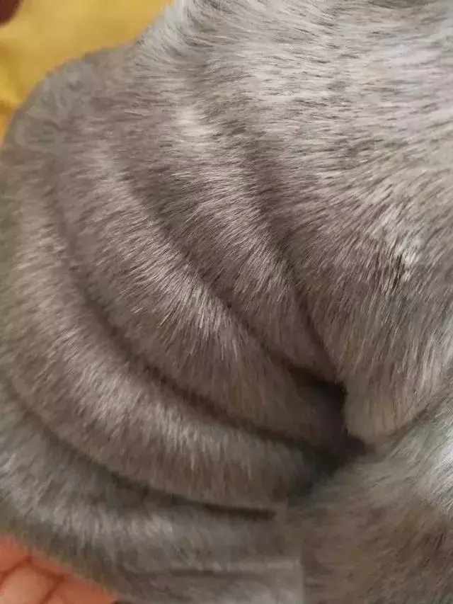 原來,我的力氣都用在了扛狗上