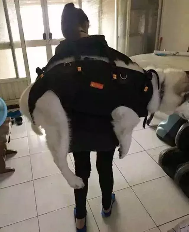 原來,我的力氣都用在了扛狗上