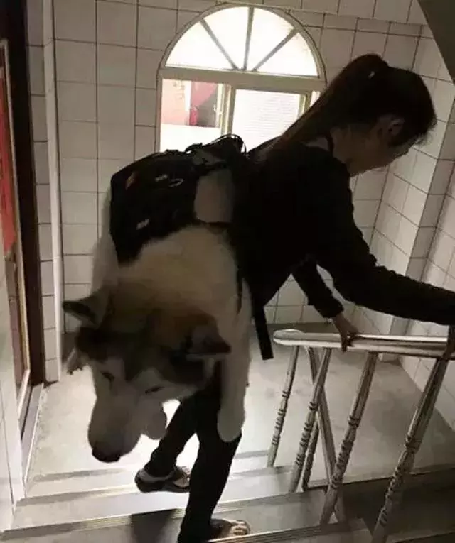 原來,我的力氣都用在了扛狗上