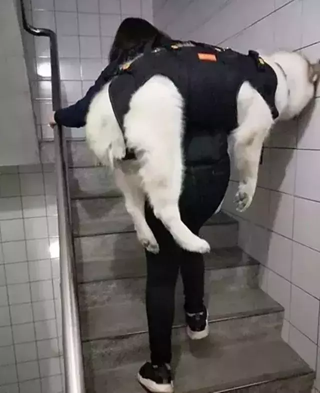 原來,我的力氣都用在了扛狗上