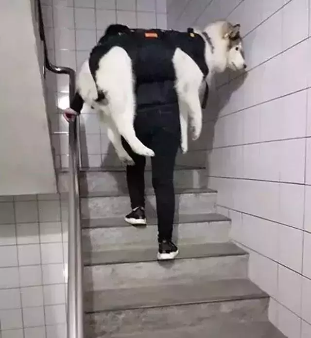 原來,我的力氣都用在了扛狗上
