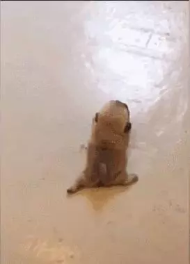 原來,我的力氣都用在了扛狗上