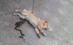 原來,我的力氣都用在了扛狗上