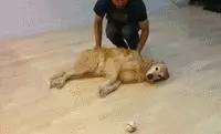 原來,我的力氣都用在了扛狗上