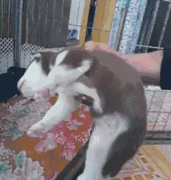 狗狗睡太死,這下可把鏟屎的玩瘋了