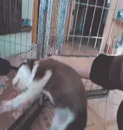 狗狗睡太死,這下可把鏟屎的玩瘋了