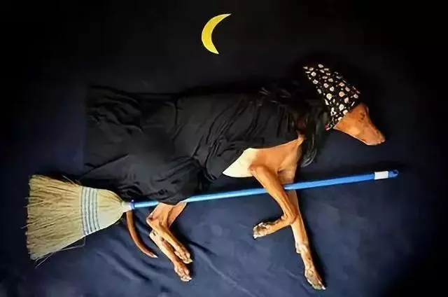 狗狗睡太死,這下可把鏟屎的玩瘋了