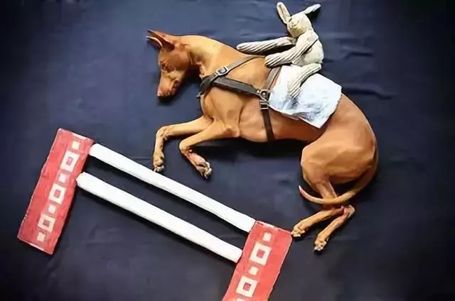 狗狗睡太死,這下可把鏟屎的玩瘋了